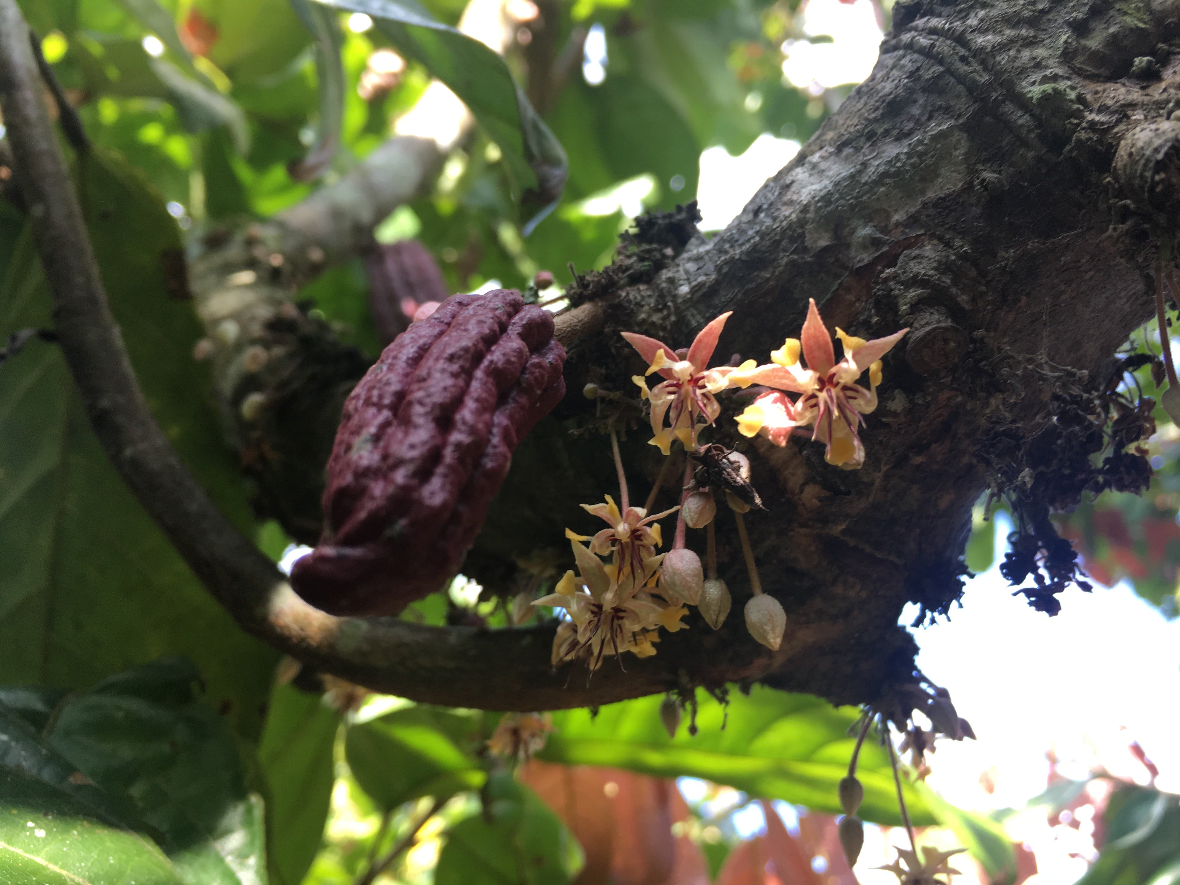 Lifecycle of cacao