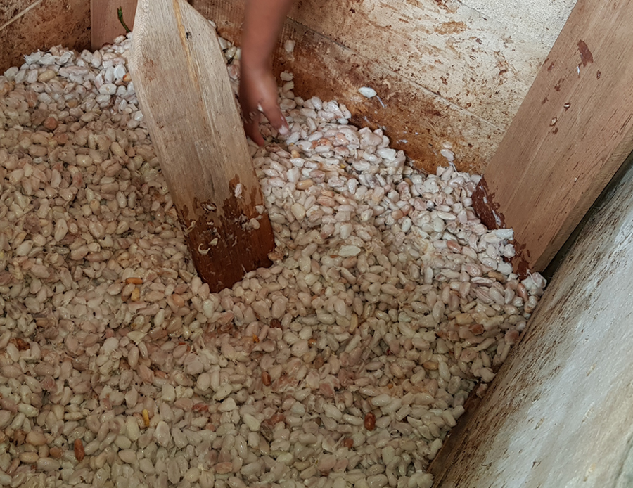Cacao bean fermentation box at Corridgeree Belize.