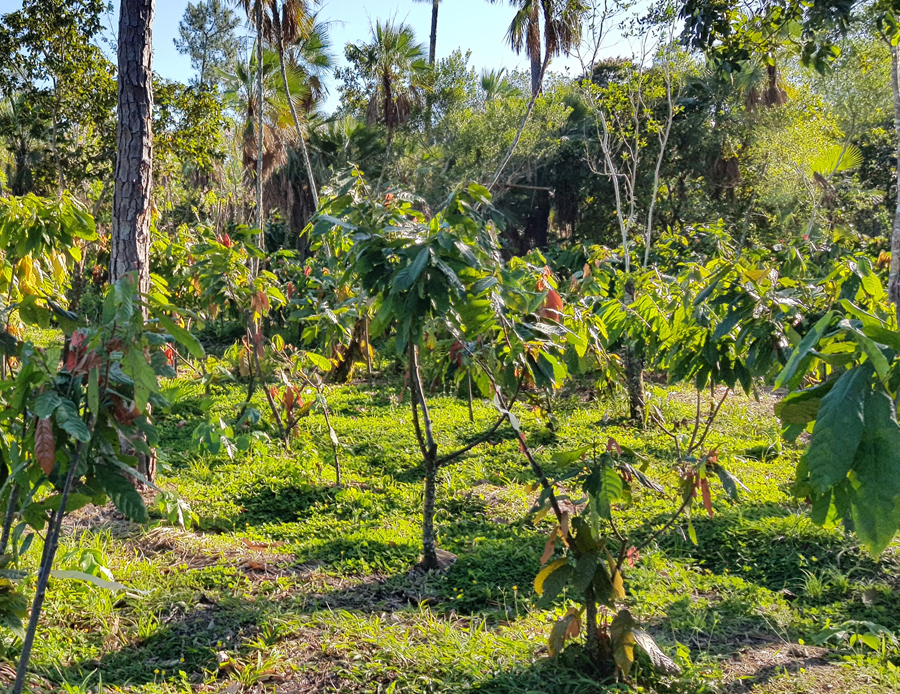 Cacao trees in the Belize jungle where Moksha Chocolate sourced its 2020 harvest for artisan farm to bar chocolate..