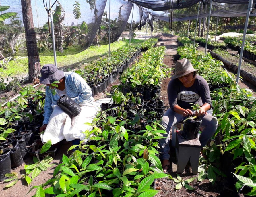Maya Mopan farmers tending to cacao seedlings at Corridgeree Belize Ltd.